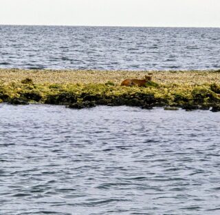 First time seeing a Bobcat grabbing a sun tan at the Spoil Banks.  Never know what your going to see cruising around the Nature Coast. #discovercrystalriver