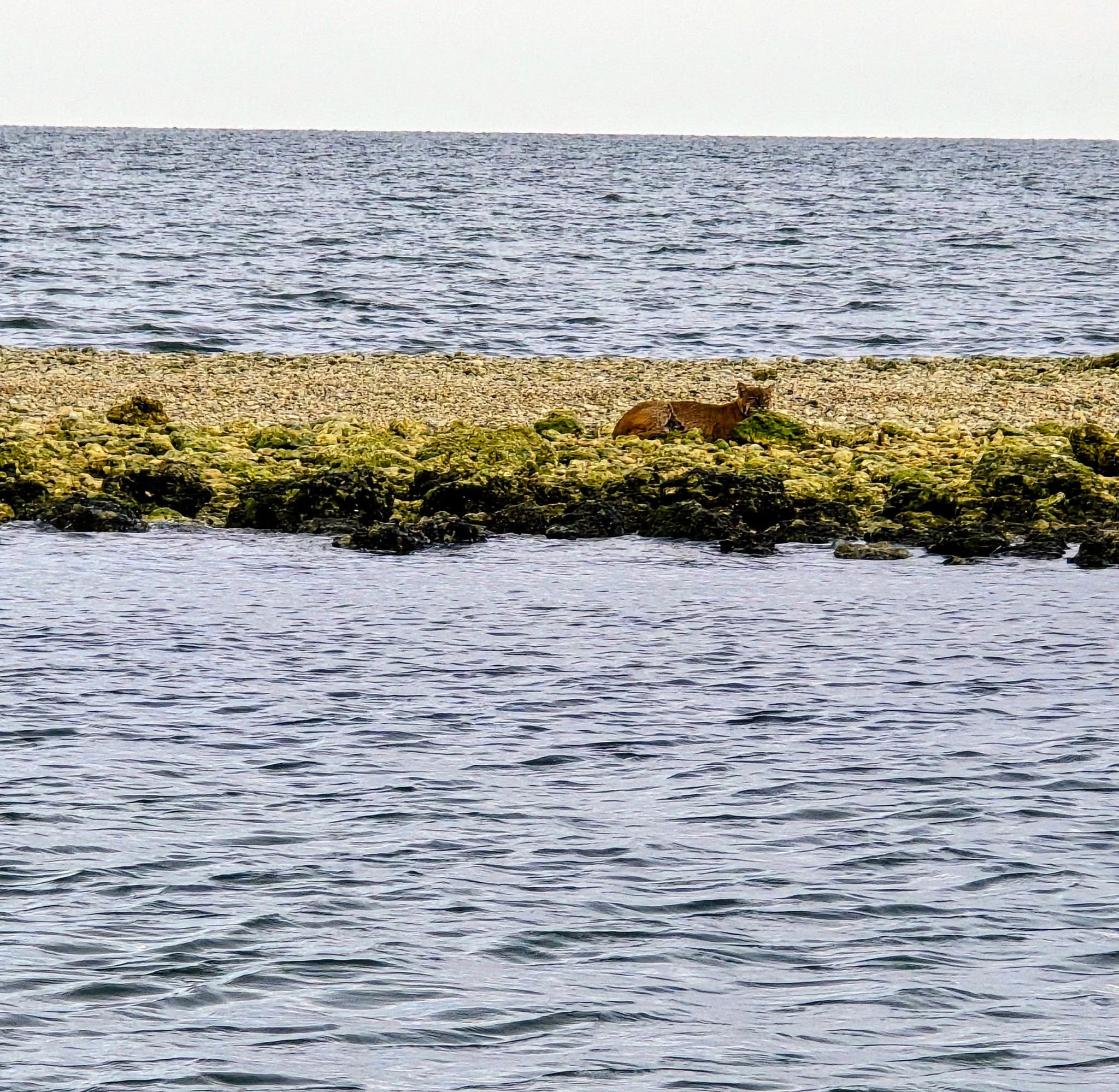 First time seeing a Bobcat grabbing a sun tan at the Spoil Banks.  Never know what your going to see cruising around the Nature Coast. #discovercrystalriver