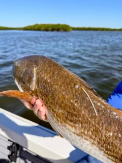Its been a while since ive seen a Nature Coast Redfish wearing some jewelry. This one was tagged and released at Pirates Cove in Ozello and caught and released in Homosassa.  Must have been one hell of a swim. #orvisendorsed #orvisendorsedguides #discovercrystalriver #redfishing