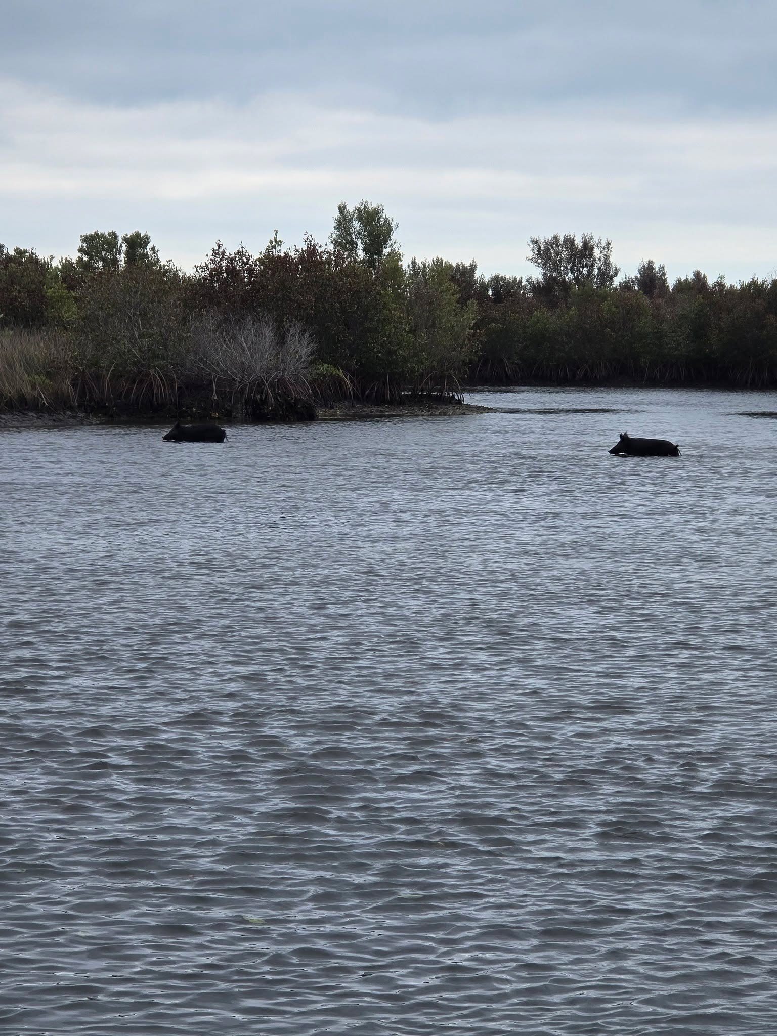 Spotted something a little different in the backcountry today.