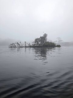 Few nice Redfish roaming around on the flats willing to take a fly. Life is Good here along the Nature Coast. #discovercrystalriver #hellsbayboatworks #skinnywater #flyfishing