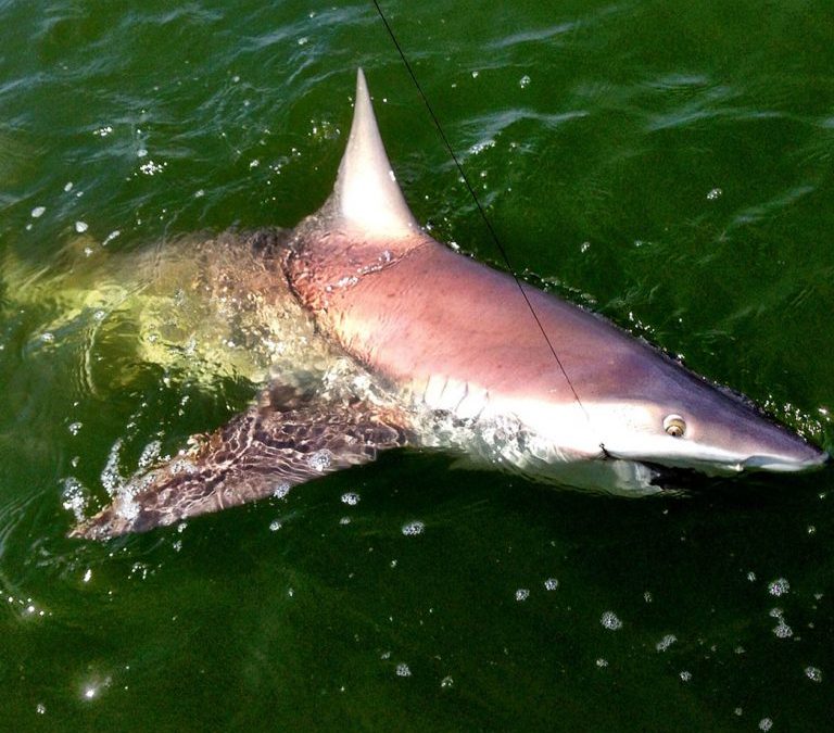 Transitioning from Tarpon Time to Sharks.